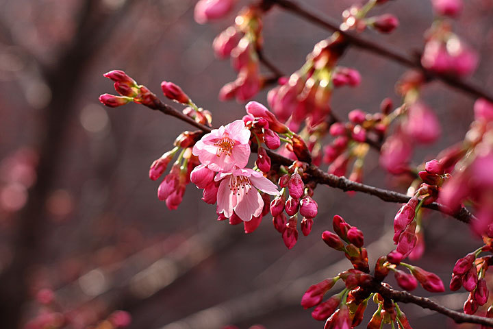 彼岸桜とレクイエム1.jpg