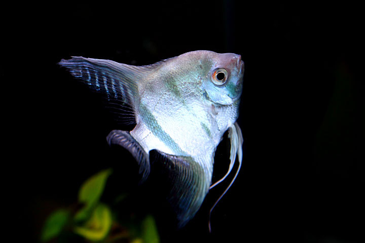 熱帯魚2014-05.jpg