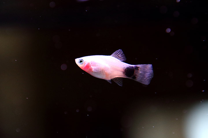 熱帯魚2015-05.jpg