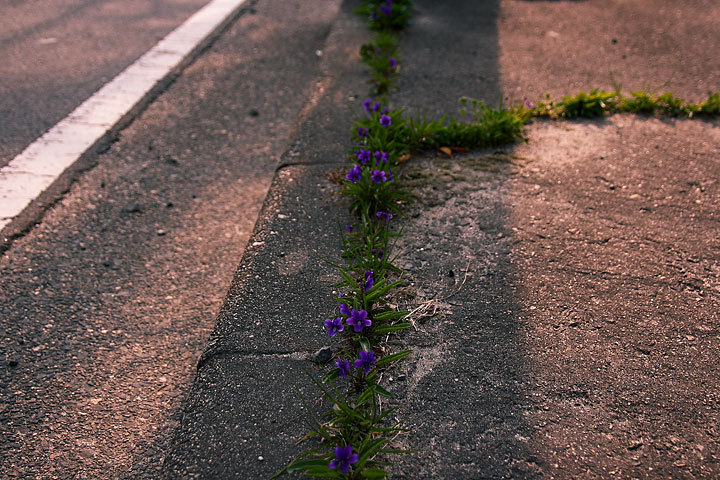 道端の花0.jpg
